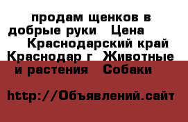 продам щенков.в добрые руки › Цена ­ 4 000 - Краснодарский край, Краснодар г. Животные и растения » Собаки   